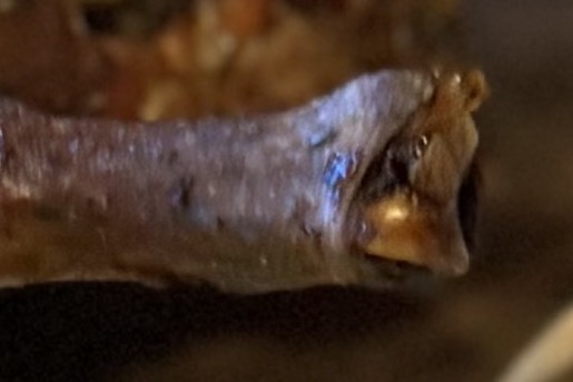 Kerstkalkoen met orzo