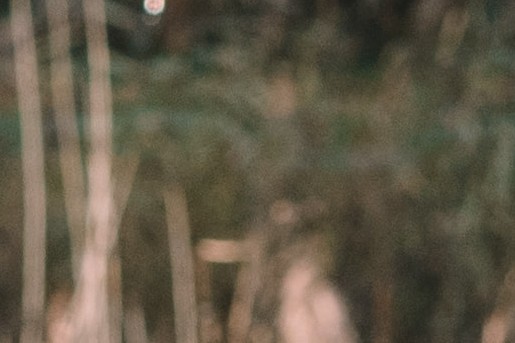 Kerstspecial BinnensteBuiten | Foto: Sheena Schouwink