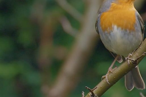 Zo lok je vogels naar je tuin of balkon