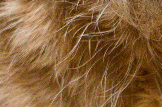 Hondje Pepi neemt de traplift | Fotografie: Roos Eijmers 