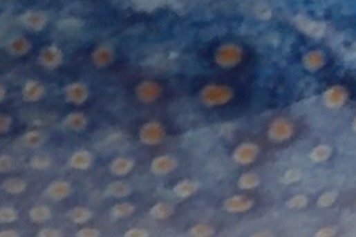 Maak zelf pindasaus | Foto: Jetske van den Elsen