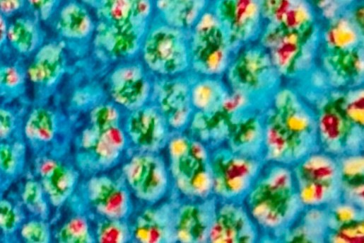 Koraal tuiles - Jetske