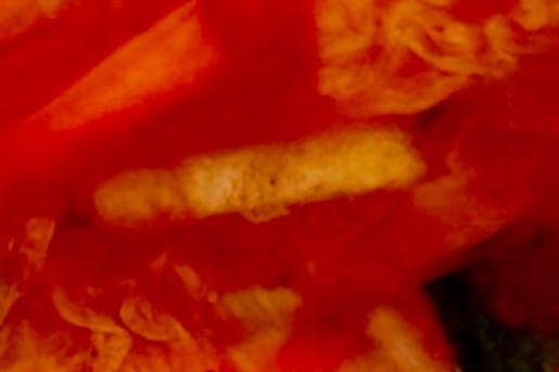 Zelf kimchi maken met Jetske | Foto: Jetske van den Elsen