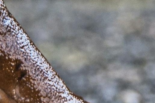 Naaktslakken zijn gek op levende plantenbladeren | Foto: Pexels