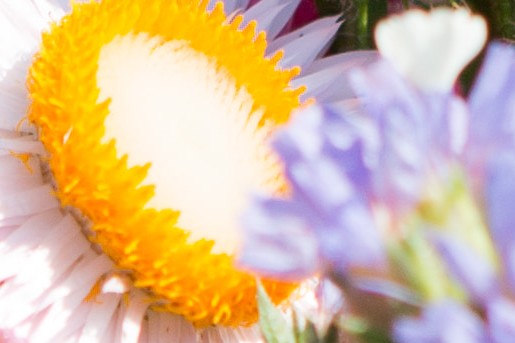 Moestuin Vlaaringen | Roos Eijmers