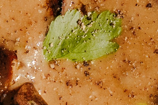 Sausje erbij | Nina Slagmolen