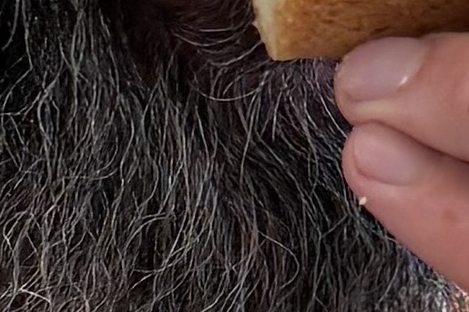 appel_kruimel_koeken van Ramon Brugman.jpg