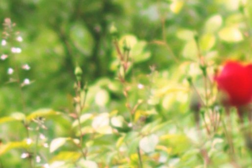 In een tuin vol planten, heeft mos minder kans om te groeien | Foto: Morgane Le Breton via Unsplash