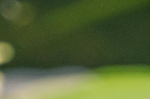 Groene aanslag verwijderen zonder azijn is goed voor dieren in de tuin | Foto: Chris F. via Pexels