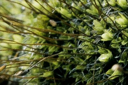 Groene aanslag verwijderen met natuurlijke middelen | Marcus Christensen via Pexels