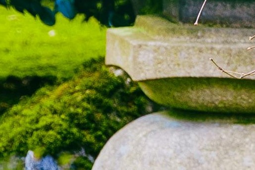 Mos kan heel mooi zijn in de tuin! | Foto: via Pexels