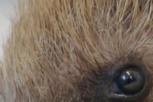 Egel Jorrit, tijdens zijn verblijf bij Stichting Snorhaar in Utrecht