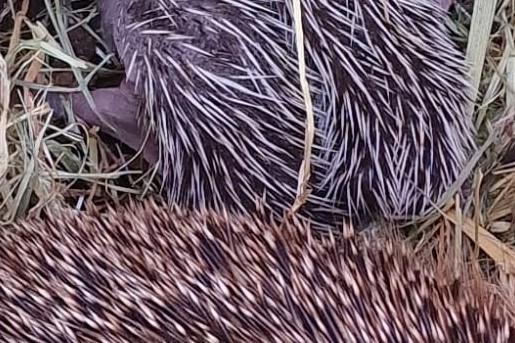 Egels in de opvang | Foto: Stichting Snorhaar