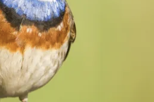 Blauwborst | Foto: vogelbescherming