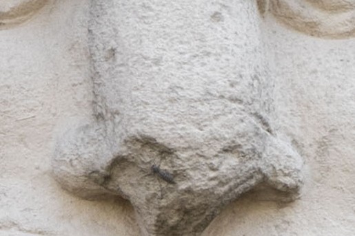 Amsterdamse historische gevelstenen | Foto: Dorenda van Knegsel voor BinnensteBuiten