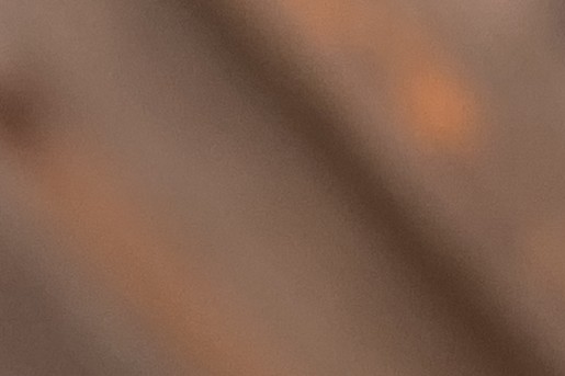 Bladluizen op een rozenstruik | Foto: Annamara Hamersma 