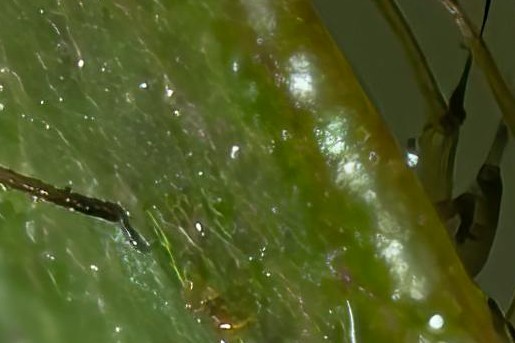 Lieveheersbeestjes eten luizen graag | Foto: Akbar Nemati via Pexels