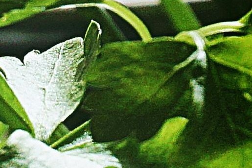 Tips om je verse kruiden goed te bewaren | Foto: Pexels