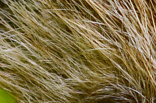 Egel tussen het groen