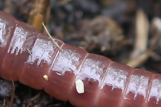 Regenworm boven de grond