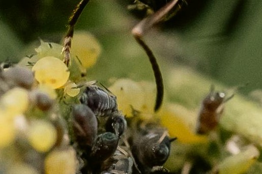 Bladluizen en mieren 