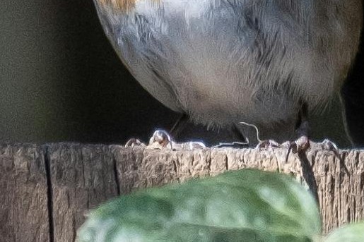 Roodborstje op de schutting