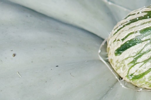 Amber en Gerben hebben een kas en tuin om zelfvoorzienend van te leven | Fotografie: Marjon Lukje