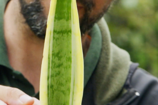 Dracena stekken - Rogier van Vugt