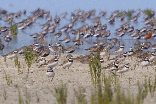 Nederland, Waterland, Vogelland - Herfst