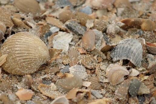 De schelpen van Zeeland
