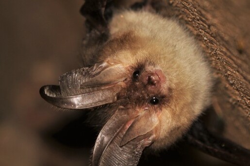 Gewone grootoorvleermuis