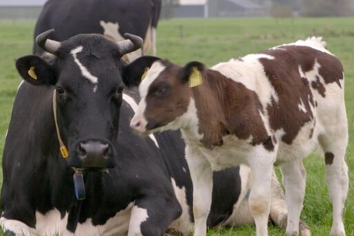 Melk van moederkoe met kalf