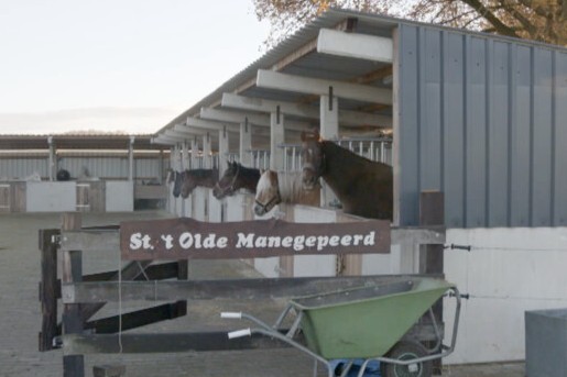 Manege met gepensioneerde paarden Dalmsholte