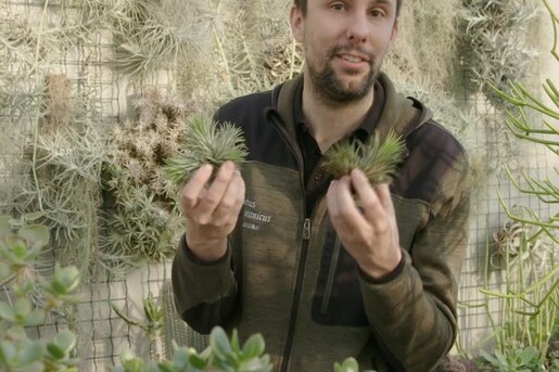 Tuinieren met kamerplanten