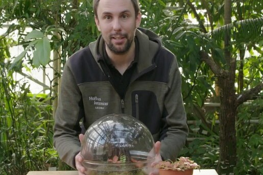Tuinieren met een kamerterrarium