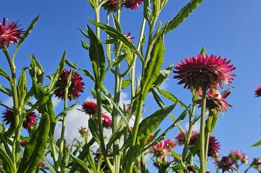 Herenboerderij Wenumseveld