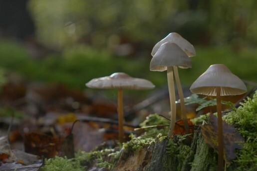 Galgenberg op de Utrechtse Heuvelrug