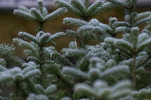 Een bos waar je kerstbomen kan leasen