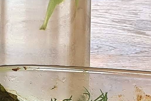 Aardappelschotel met zalm