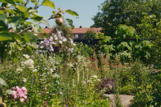 Plantenparadijs in de tuin in Dieren