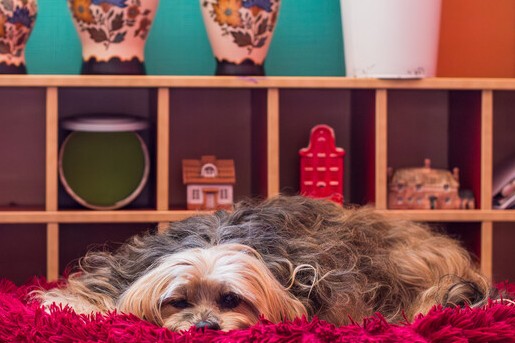 Kleurrijk appartement Gouda - Fotografie: Roos Eijmers