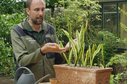 Rogier en de drakenbloedboom