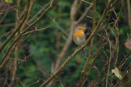 bb_2024_afl17_natuur.jpg