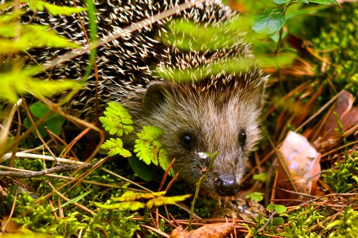 Egel tussen het groen
