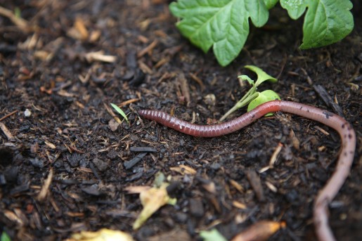 Regenworm boven de grond