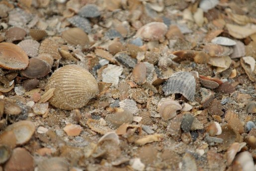 Onderzoeker Jetze neemt ons mee naar het strand in Zeeland en vertelt over de rijkdom aan schelpen in zee en op het strand. Daar zitten af en toe behoorlijk unieke exemplaren tussen. De schelpen van Zeeland