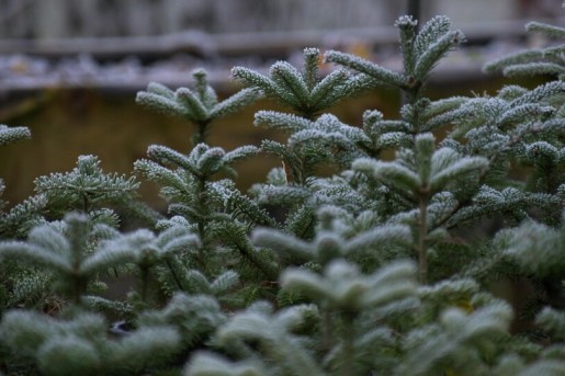 Een bos waar je kerstbomen kan leasen