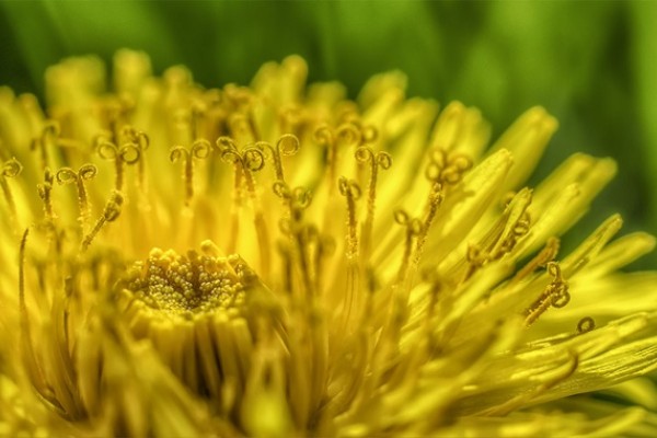Paardenbloem van dichtbij | Foto: Botanist en paardenbloem expert, Karst Meijer