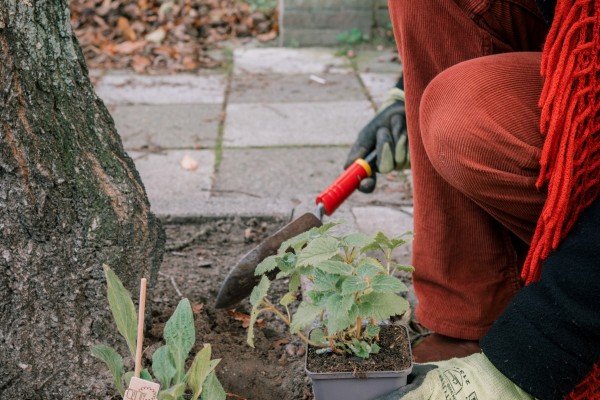 Guerilla Gardening - ShotbySheena
