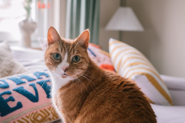 Verbouwd droomhuis in Haarlem | Fotografie: Sheena Schouwink